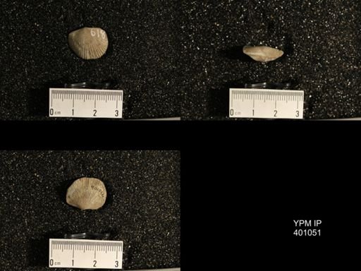 Dinorthis subquadrata