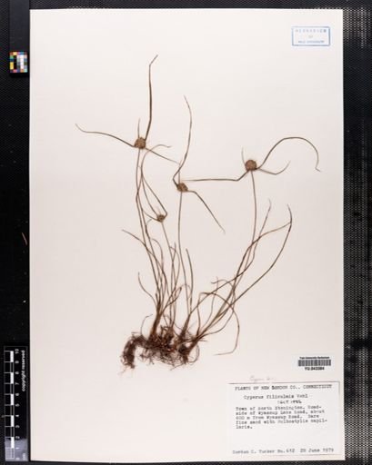 Cyperus filiculmis