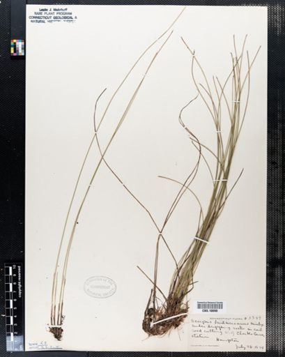 Scirpus hudsonianus