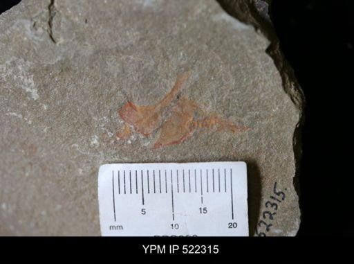undet. Cornuta