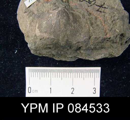 Schizophoria senecta