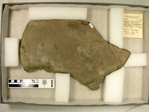Rhynchosauroides brunswickii