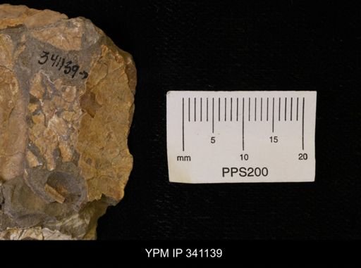 Scaphites sp.
