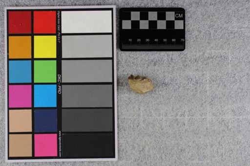 Merycoidodon culbertsoni