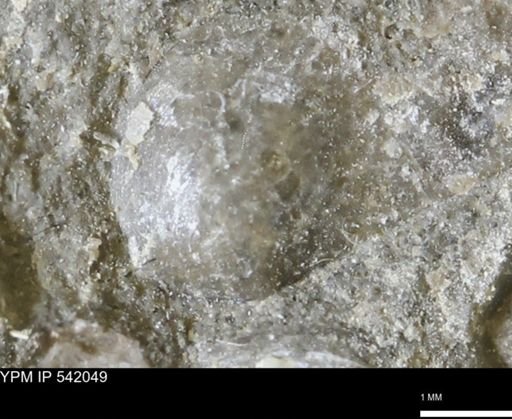 Corbulamella gregaria