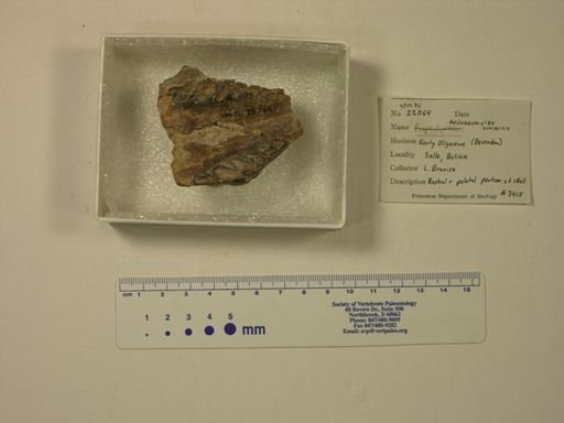 Archaeohyrax suniensis