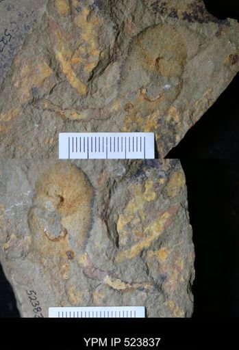 undet. Porifera