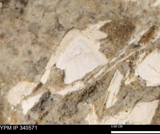 Ostrea glabra