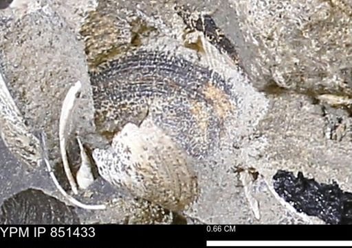 Limopsis striatopunctatus