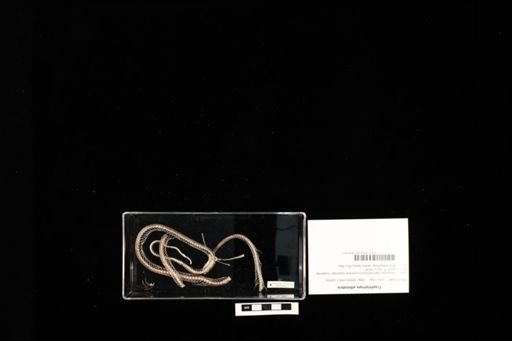 Trimeresurus albolabris