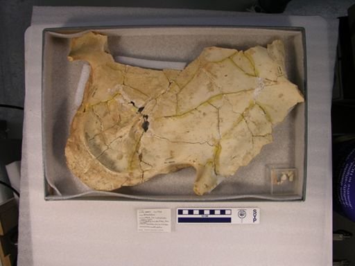 Geochelone sp.