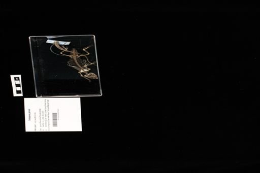 Sceloporus jarrovii