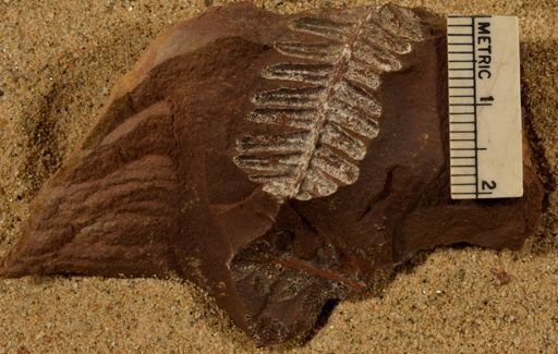 Pecopteris