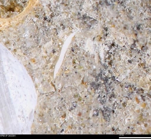 undet. Bivalvia