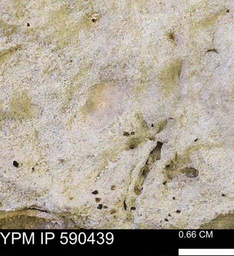 undet. Ammonoidea
