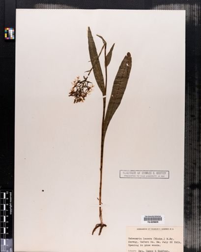 Habenaria
