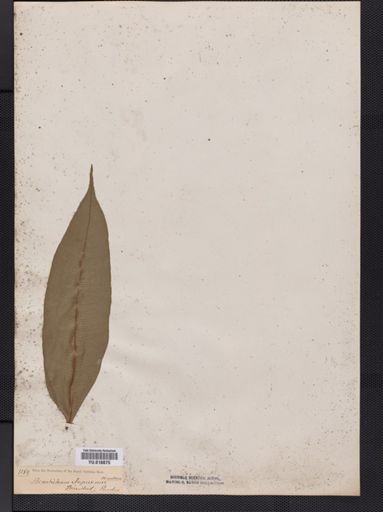 Lomariopsis