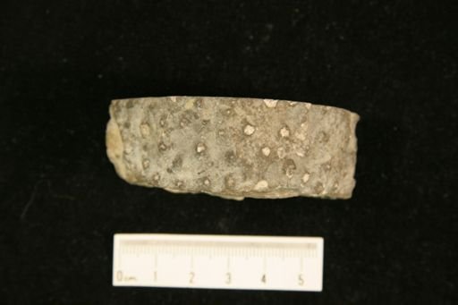 Aulacera nodulosa