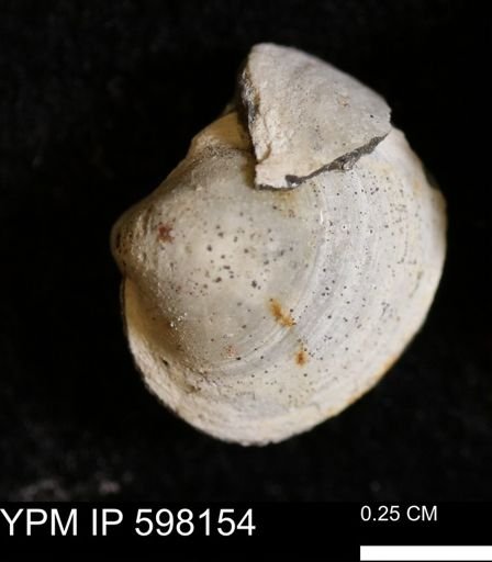 Limopsis striatopunctatus