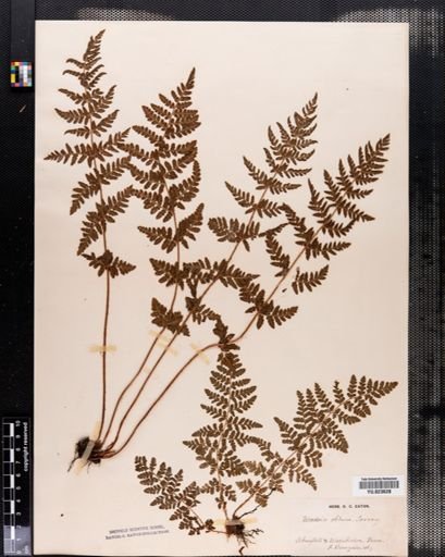 Woodsia obtusa