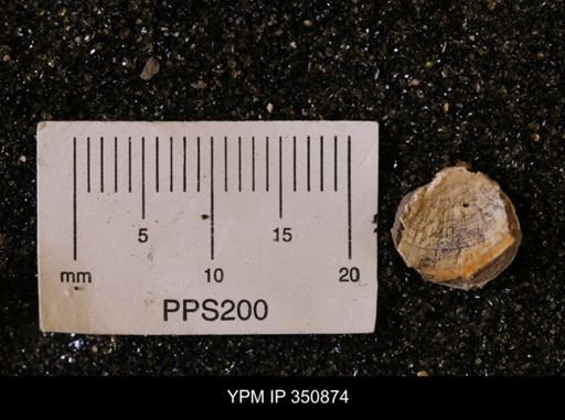 Limopsis striatopunctatus