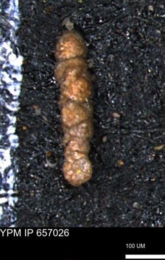 Ammobaculoides whitneyi