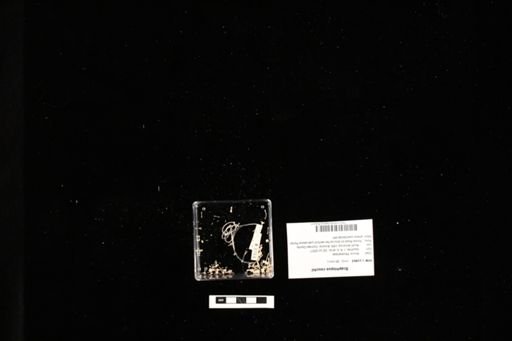 Scaphiopus couchii