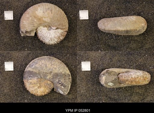 Discoscaphites gulosus