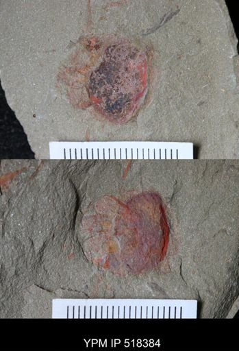 Chelicerata