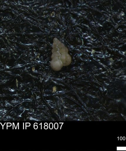 undet. Heterohelicidae