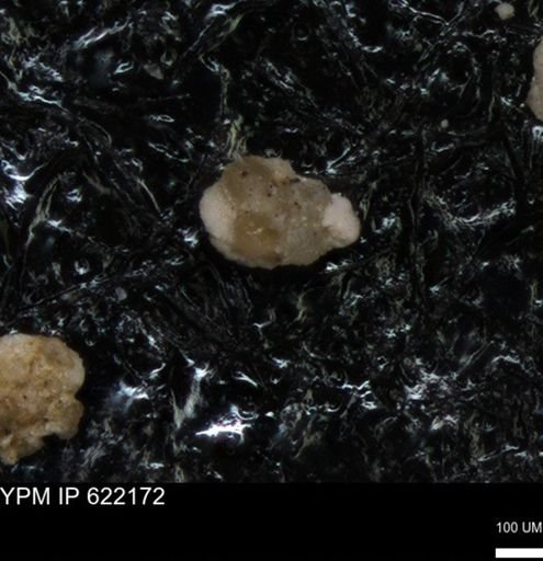 undet. Foraminiferida