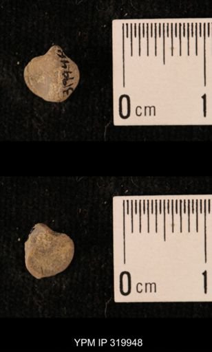 Ambocoelia planoconvexa