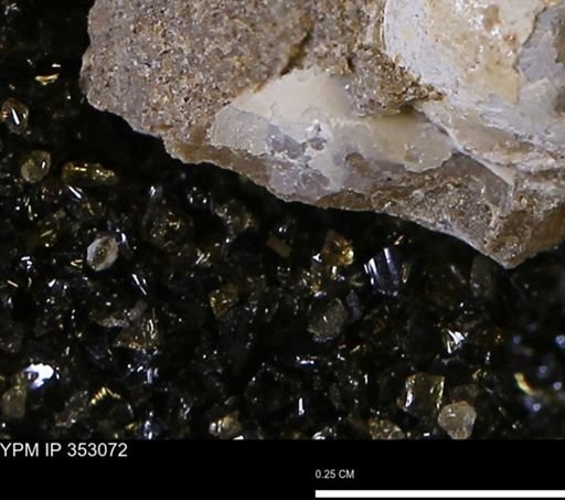 undet. Bivalvia
