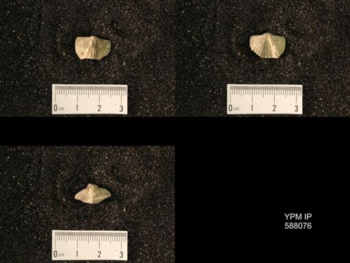 Platystrophia laticostata