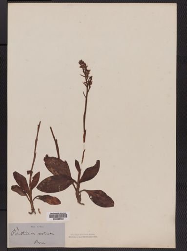 Plantae