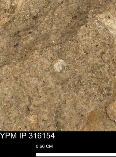 undet. Bivalvia