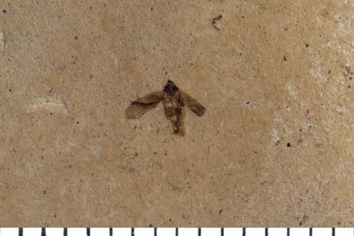 Auchenorrhyncha