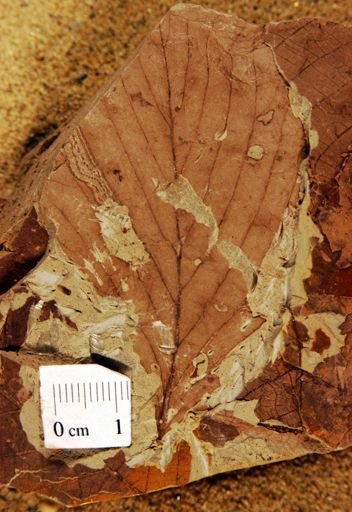 Ficus artocarpoides