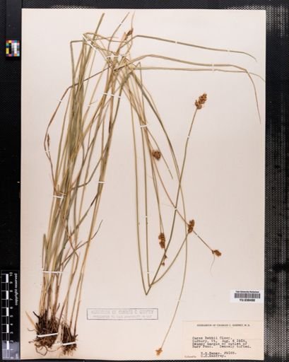 Carex bebbii