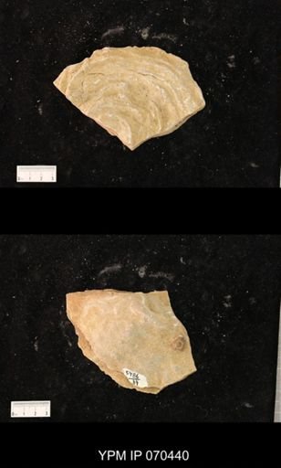 Heliolites nucella