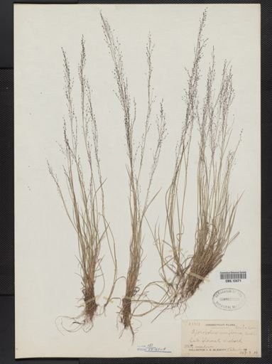 Muhlenbergia uniflora