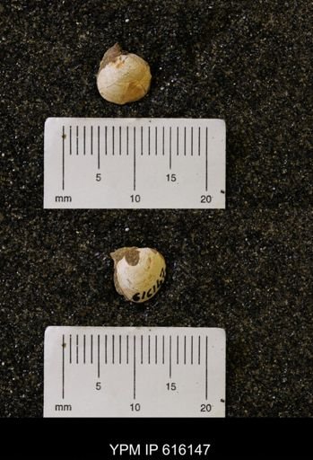 Protocardia subquadrata