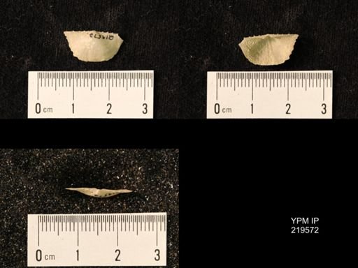 Chonetes granulifer