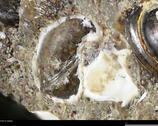 Corbulamella gregaria