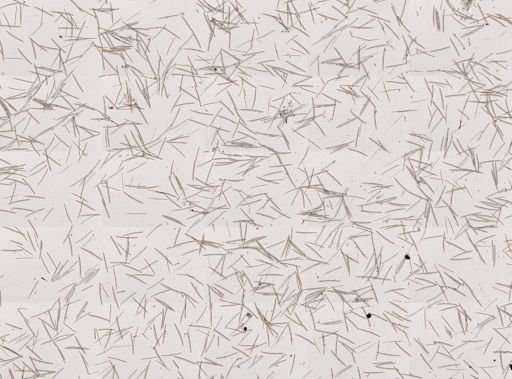 Haliclona sp.