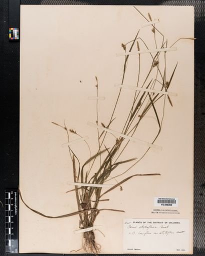 Carex laxiflora