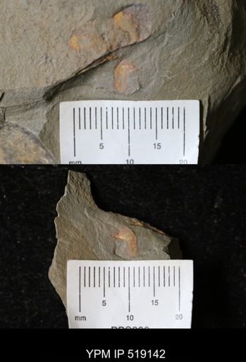 Brevipelta chouberti