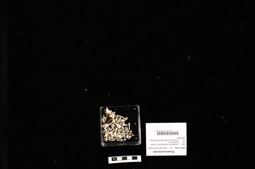 Chrysemys picta picta