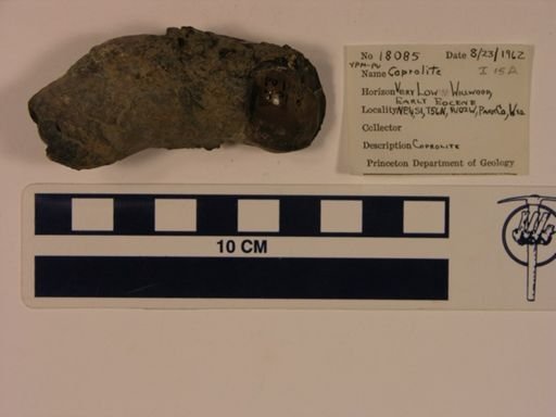 Vertebrata