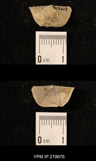 Chonetes granulifer
